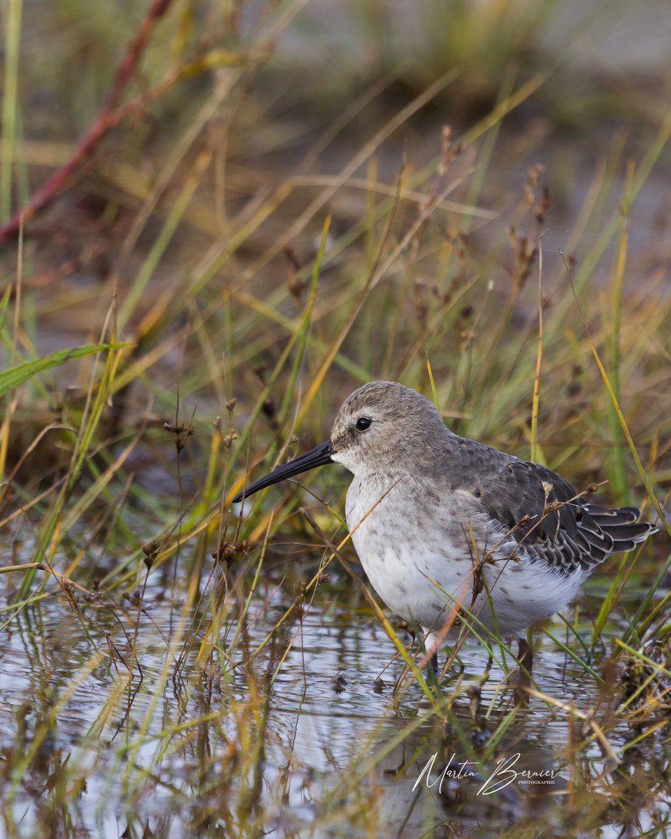 Martinb1100's tweet photo. Les pieds dans l'eau

https://t.co/GiID37y9UO

#photographiedoiseaux #photographienature #photographiedebutant #photographienumérique #photographier #naturephotography #wildlifephotography #birdphotography #photographytips #apprendrelaphoto #photographiequebec #quebecphotography https://t.co/245cezQCz4