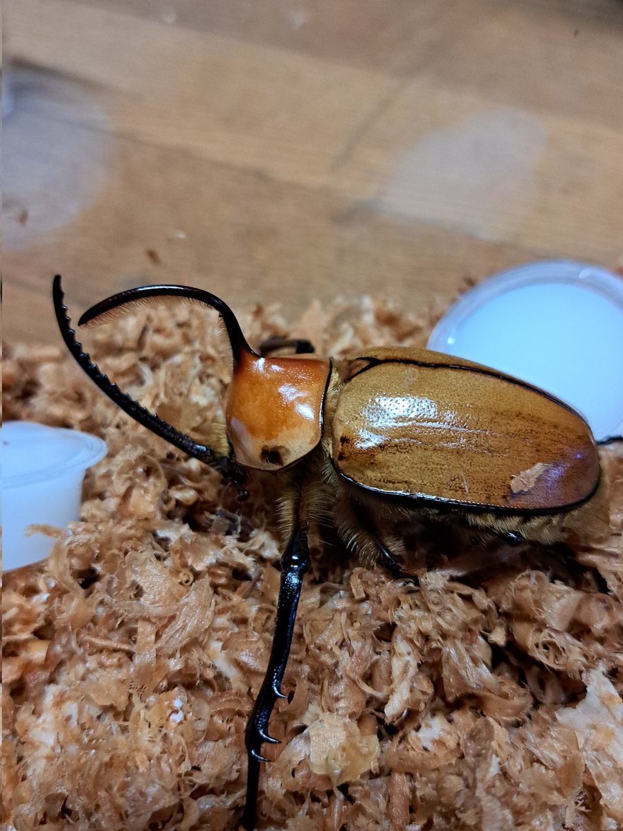 くりさん tweet media