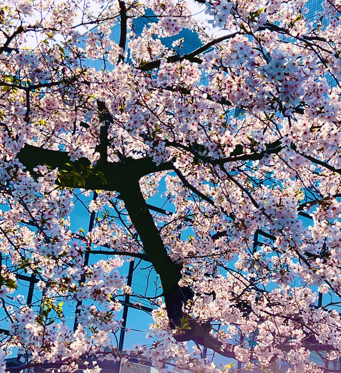 りららん@😷コレコレ生放送視聴中 tweet media