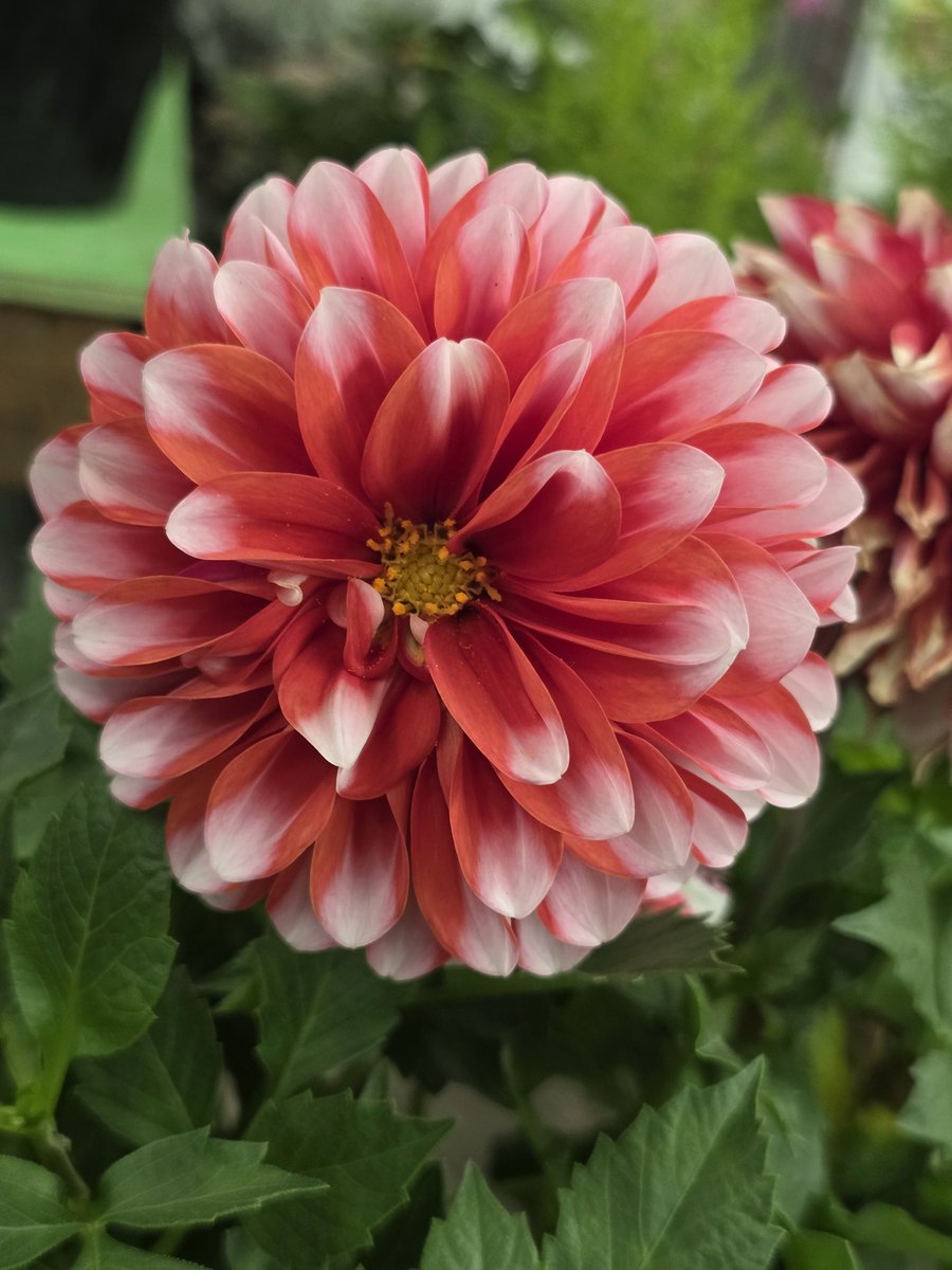 大工の ひろさん tweet media