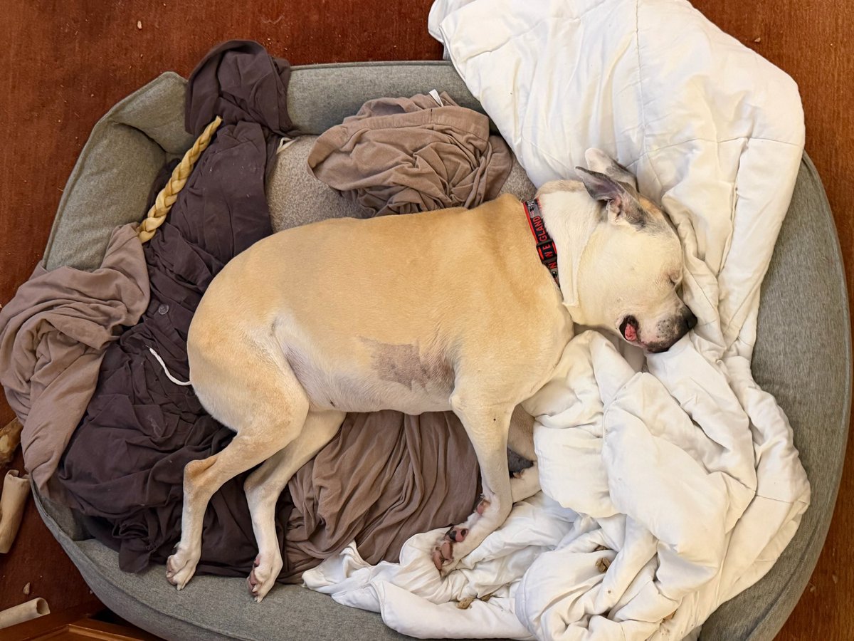 robotpain's tweet image. We finally had to say goodbye to our good girl, Tilly. She had 12 great years with us and we loved her so much. It’ll be much grayer and quieter around here for quite a while. We love you, T. ❤️ #americanbulldog #tilly #dineen #teeloy #teetee