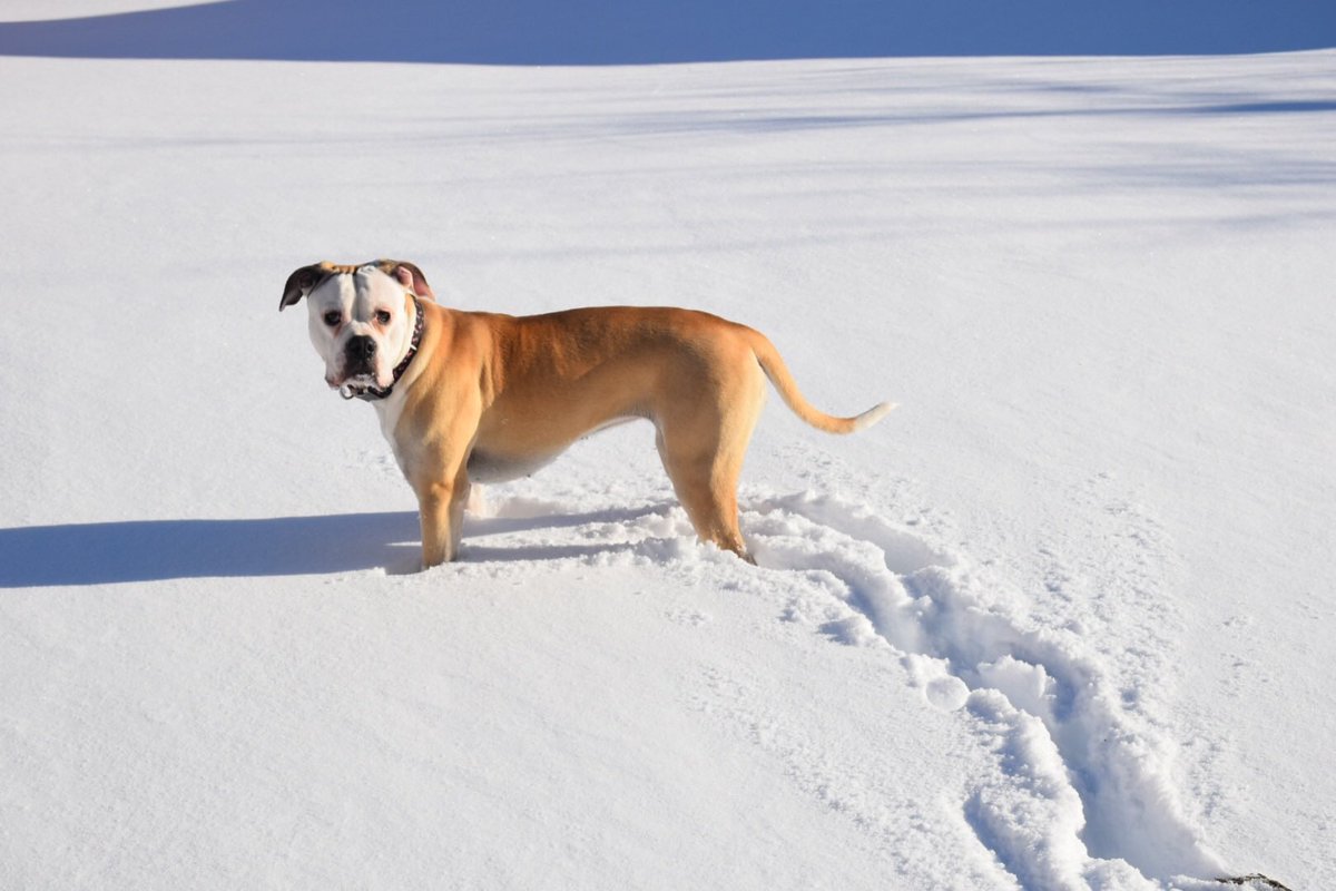 robotpain's tweet image. We finally had to say goodbye to our good girl, Tilly. She had 12 great years with us and we loved her so much. It’ll be much grayer and quieter around here for quite a while. We love you, T. ❤️ #americanbulldog #tilly #dineen #teeloy #teetee