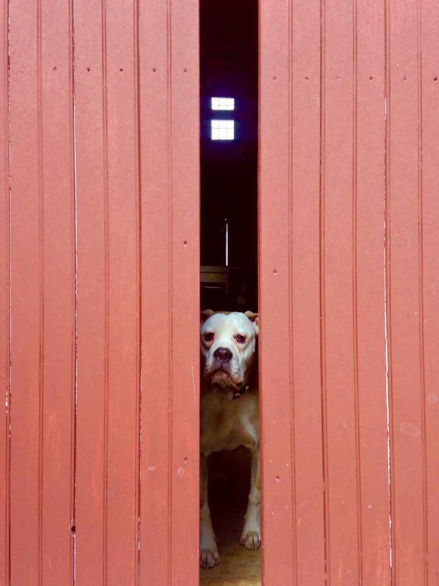 robotpain's tweet image. We finally had to say goodbye to our good girl, Tilly. She had 12 great years with us and we loved her so much. It’ll be much grayer and quieter around here for quite a while. We love you, T. ❤️ #americanbulldog #tilly #dineen #teeloy #teetee