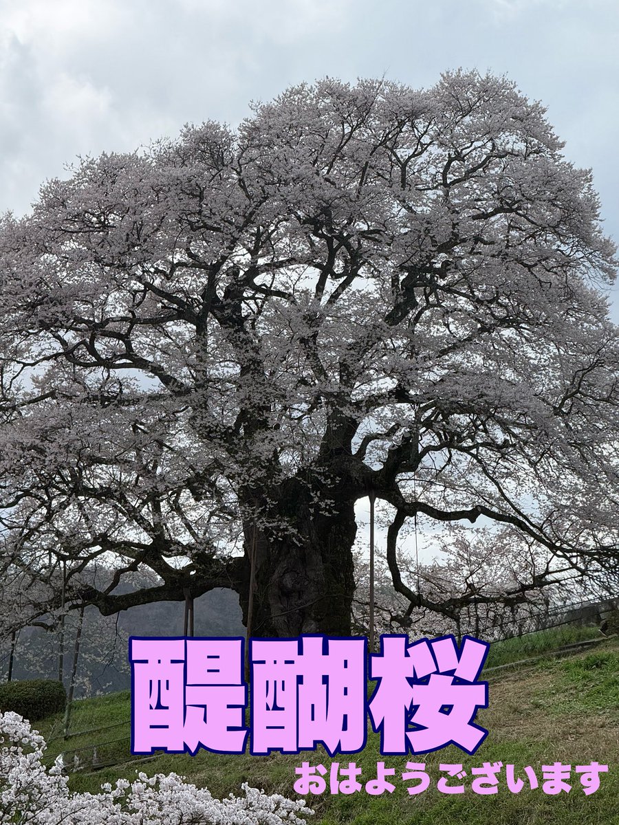 さんぺい tweet media