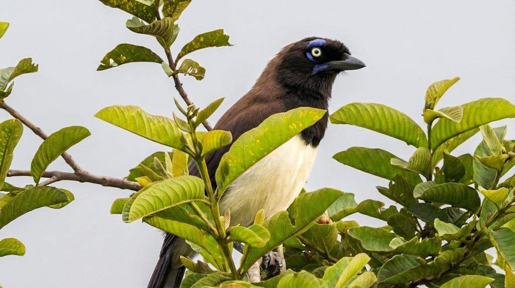 pepaposada's tweet photo. Carriqui pechiblanco.
Caldas antioquia https://t.co/0fLMvviU68