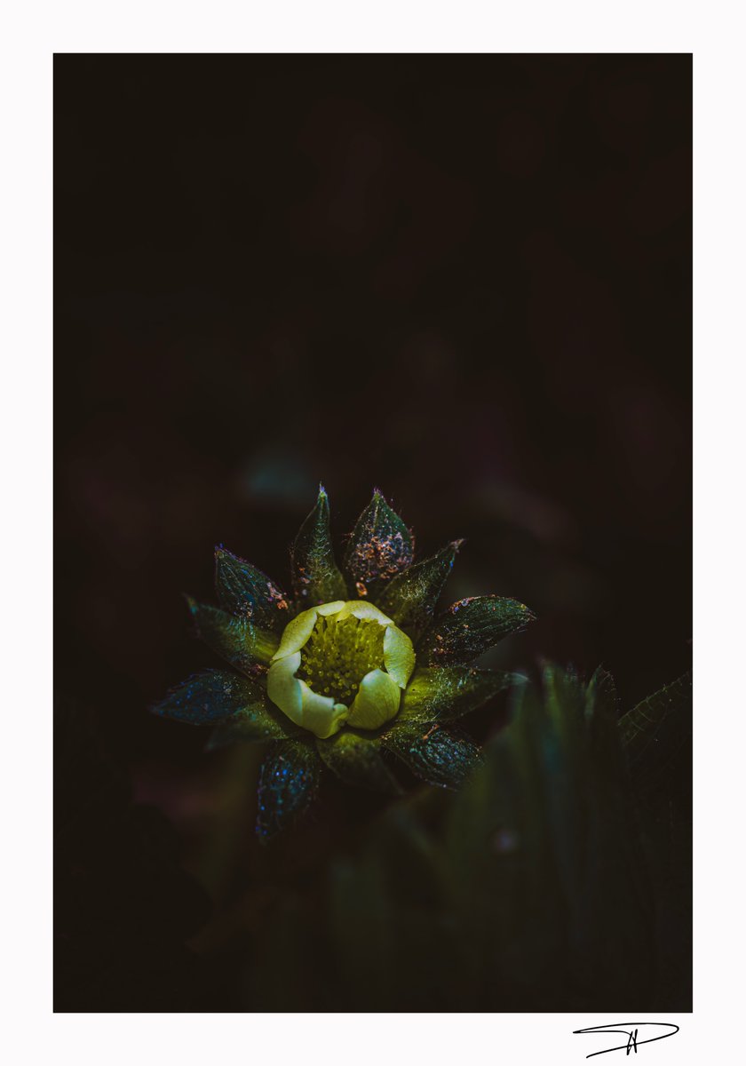 Pierre PIPIEN tweet media