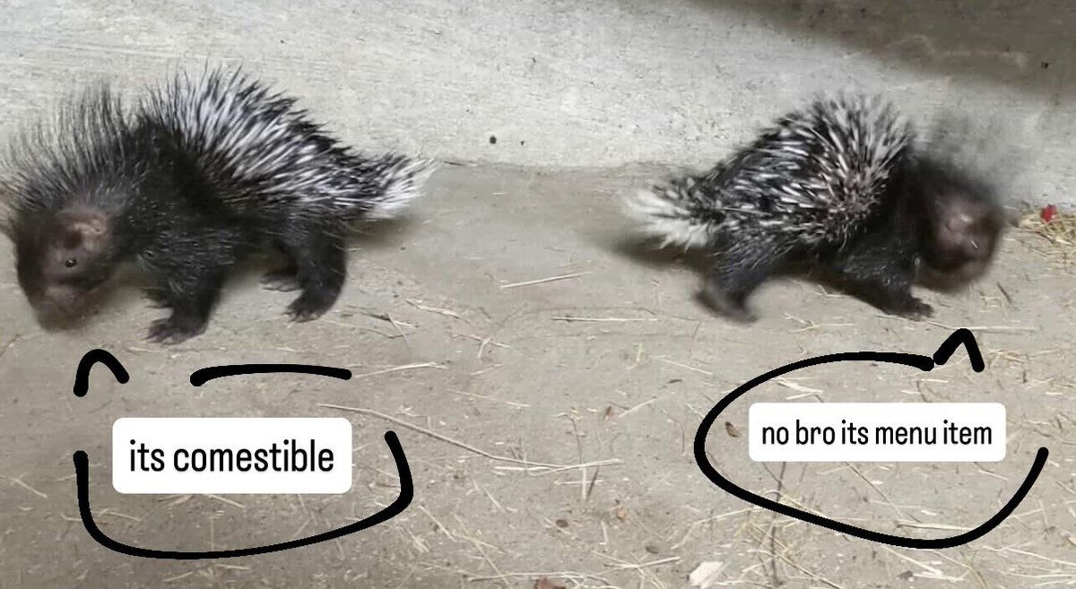 irene ⸝⸝ 🐾 tweet media