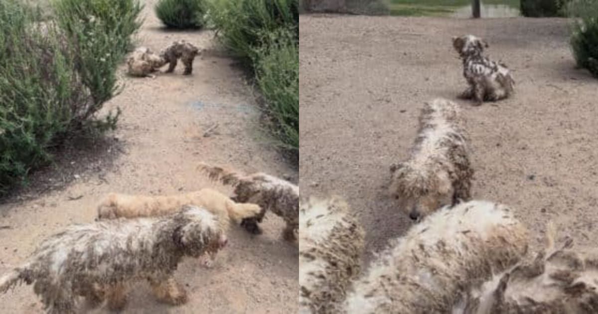DoggLoovers's tweet photo. 16 abandoned dogs found hope after neglect. Their heartwarming rescue is a testament to resilience and love! 🐕❤️ #DogRescue #AnimalRights #HopeForDogs https://t.co/6grb4qDuUt