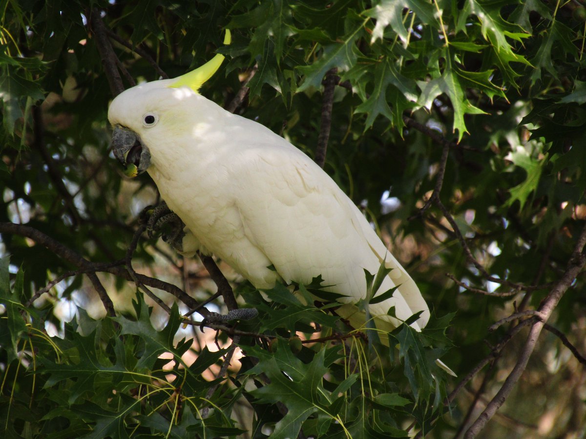 🇦🇺 Ant the Third 🦜🏎️ tweet media