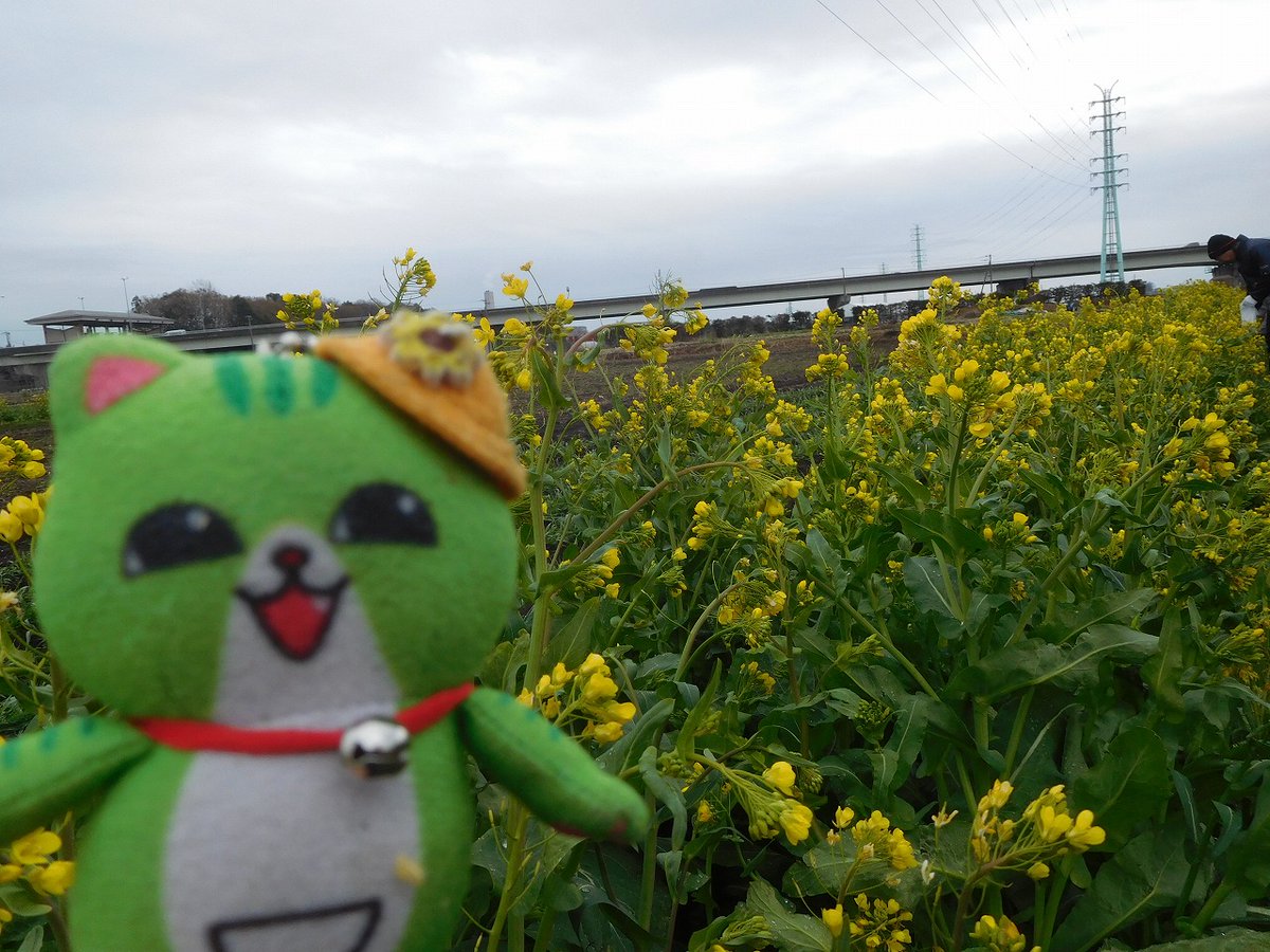 のらねこくん tweet media