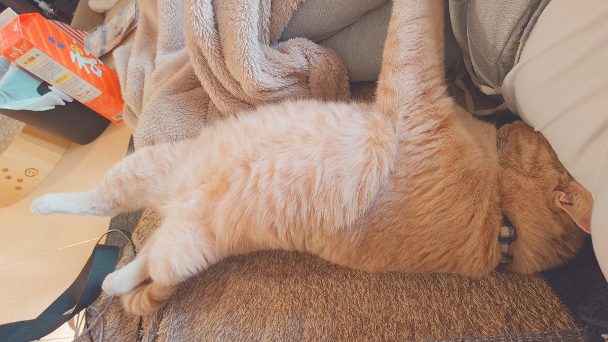 加賀ﾏﾈｼﾞｬ tweet media