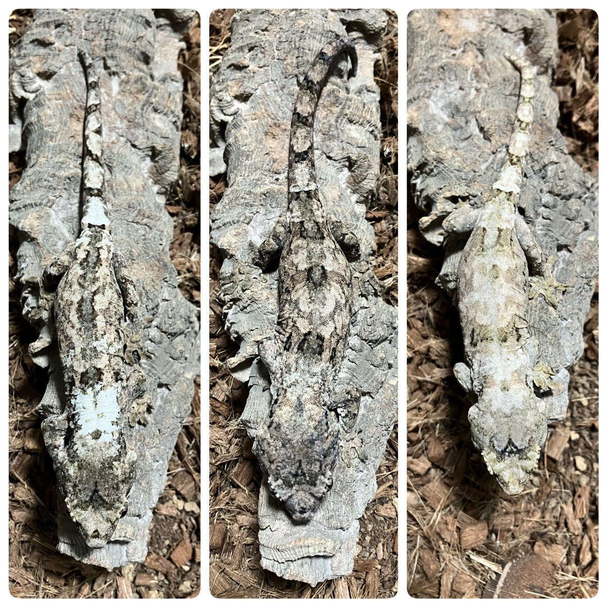 赤鯨堂 tweet media