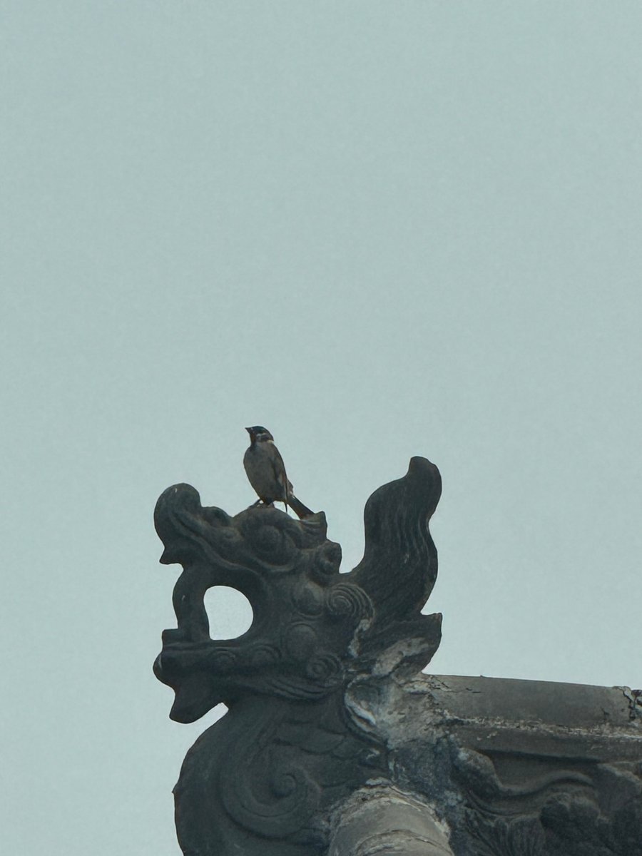 Nermine Jabbarli tweet media