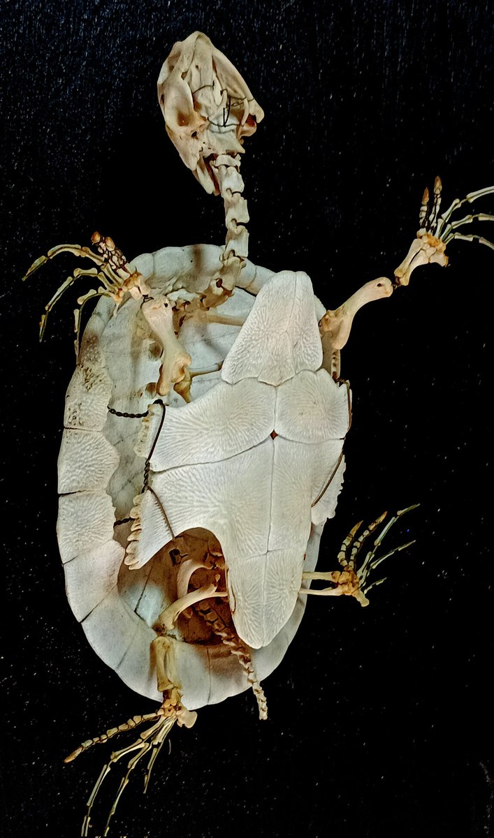 鳥乃骨多M tweet media