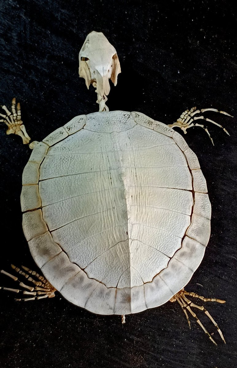 鳥乃骨多M tweet media