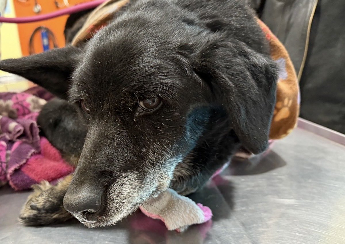 Oceanican tweet media