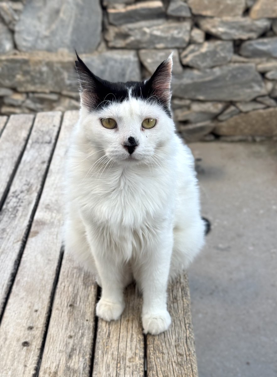 CatsofIraklia's tweet image. Much-loved Hattie is a friendly spayed female who lives on this tiny Greek island where our kind volunteer and nurse Kia cares for the Aegean #Cats 
You can help the #cats by making a small donation to fund life-saving medicines, neutering and food. Purr!
gofundme.com/f/cats-of-irak…