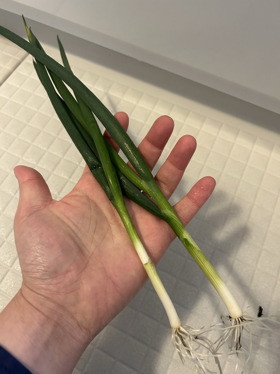 ぺい（コツコツとんこつ） tweet media