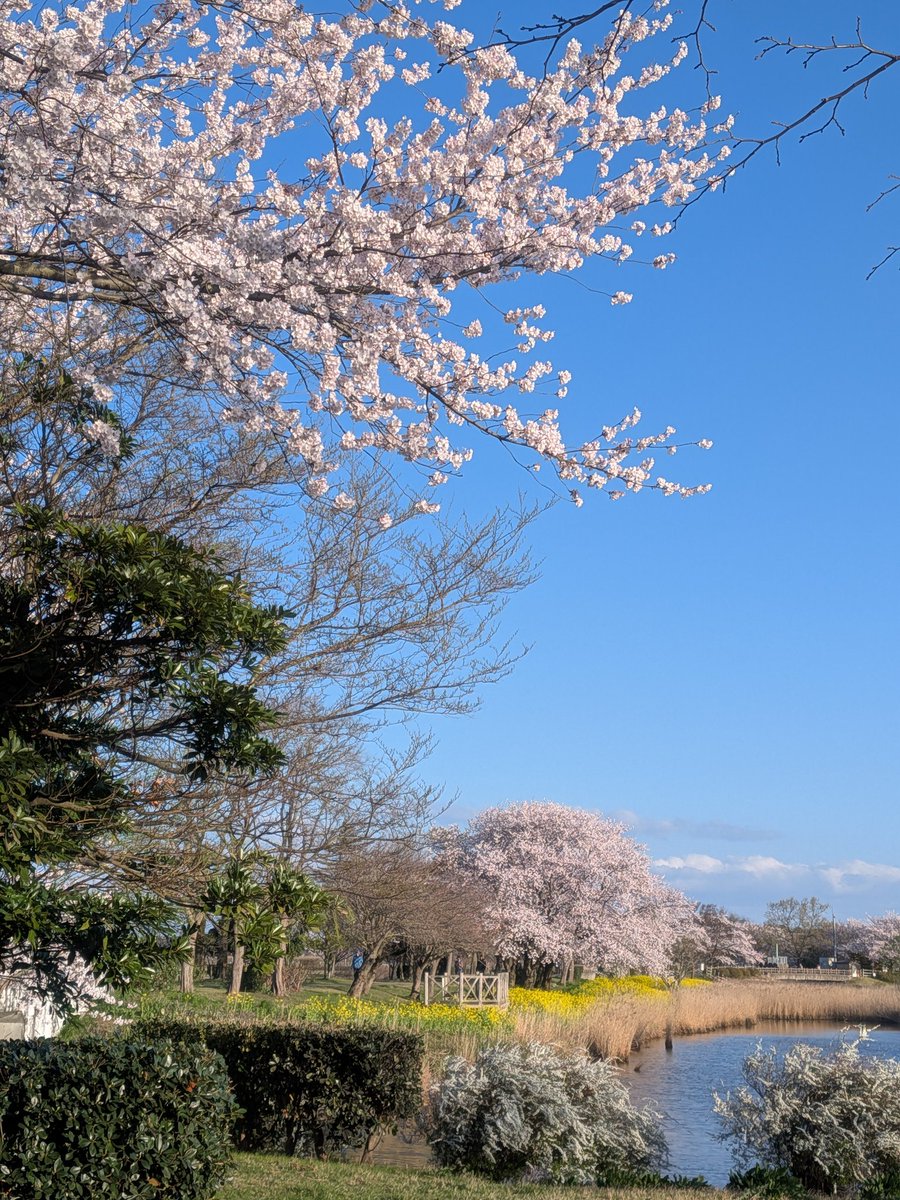 sightingzero's tweet photo. ふと早く目が覚めたので
上堰潟公園まで。

​見頃を迎えた桜と
足元に広がる菜の花。

視界いっぱいのピンクと黄色が織りなすコントラストが圧巻でした。

新潟の春の陽の中は
やっぱりここですねぇ。

​#上堰潟公園 #新潟の春 #菜の花 #桜 #散歩 https://t.co/WynS8GFJcX