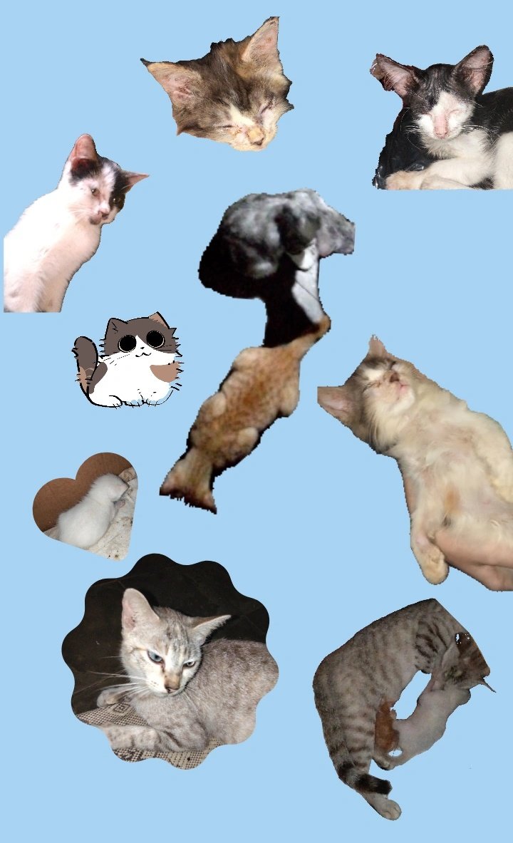 sara | help RT pin tweet media