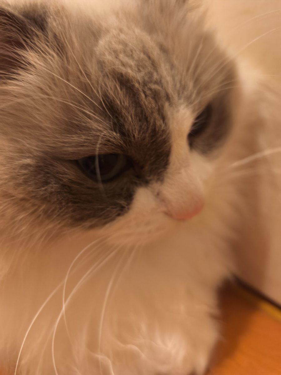 san T san tweet media