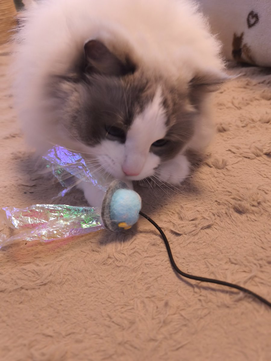 san T san tweet media