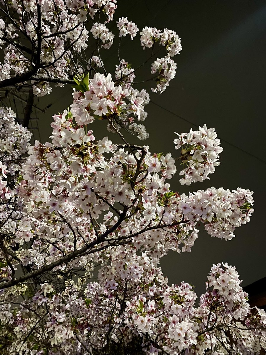 立花明依 tweet media