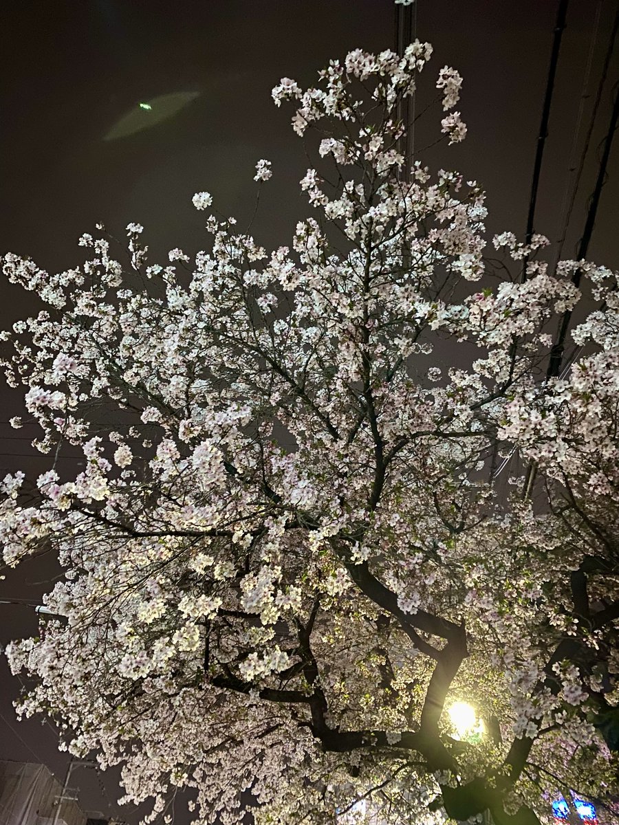 立花明依 tweet media