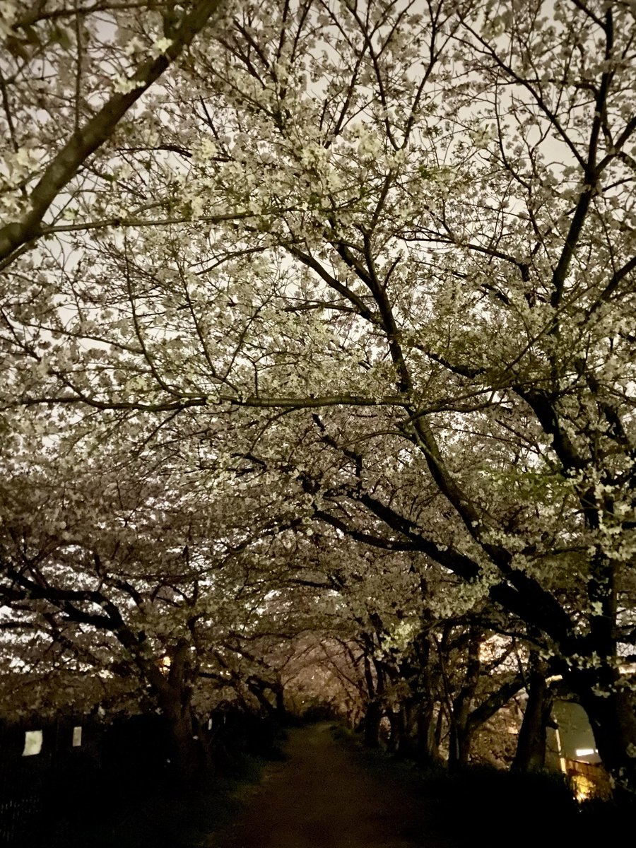 立花明依 tweet media