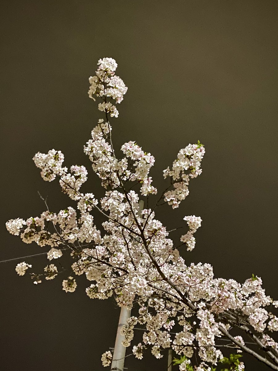 立花明依 tweet media