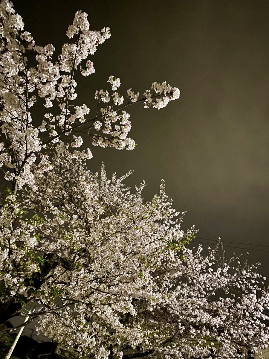 立花明依 tweet media