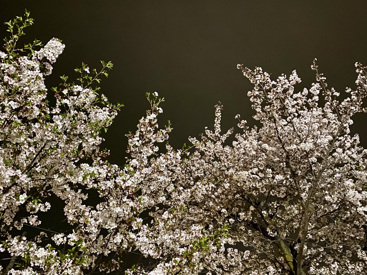 立花明依 tweet media