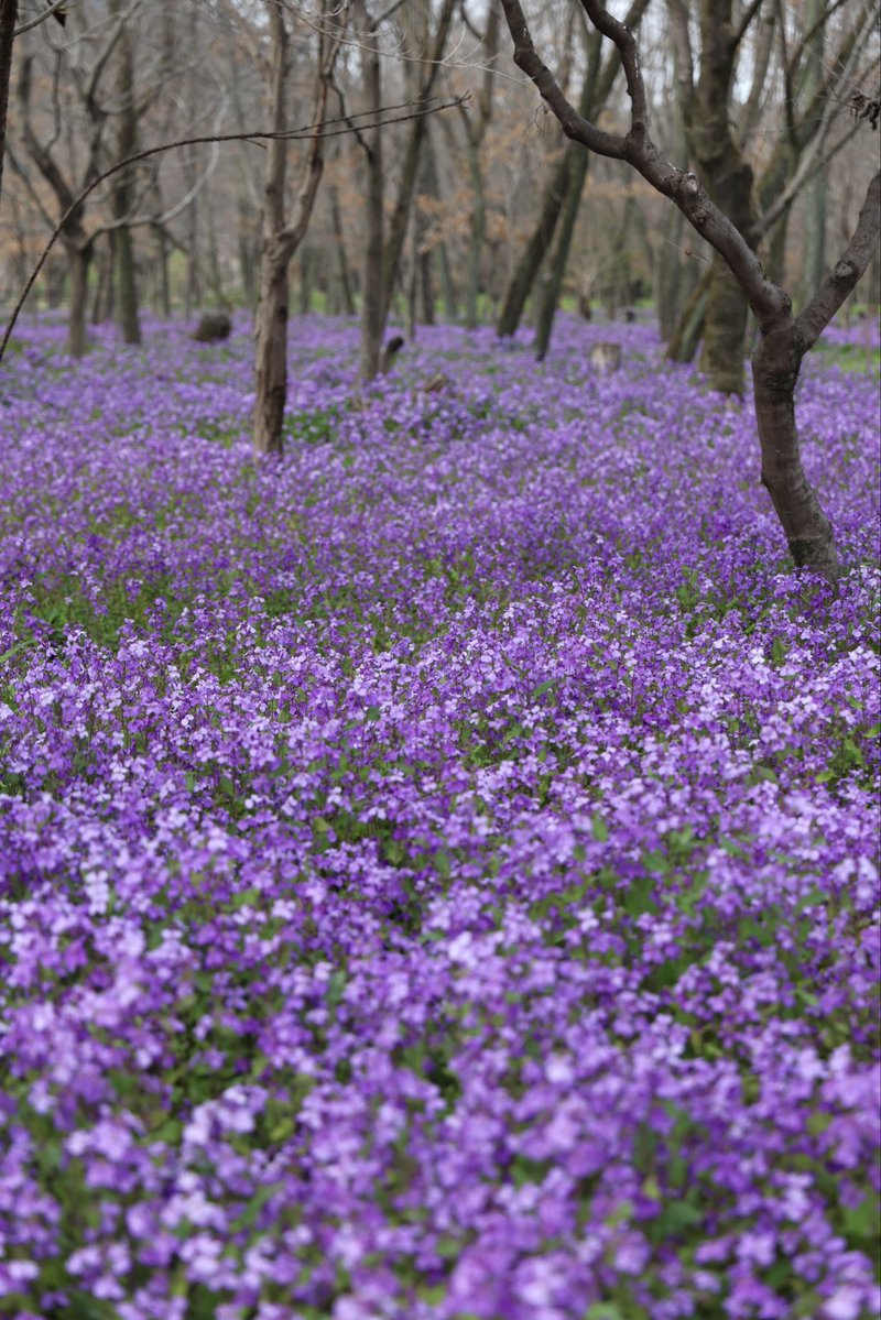 一面ムラサキハナナが咲き
紫の絨毯