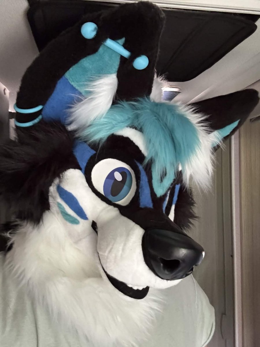 laniki_88's tweet photo. Let me interduce Laniki the Kitsune! 💙🖤🤍
Will get better full photos later but wanted to get this post out. 

Marker🪡:@/ _fursuit_yourself_ on Instagram (Amazing to work with and highly recommend!)  

Link to their Instagram &amp; reel they did of him: https://t.co/CgkeOYgIXy https://t.co/KsaQEsM3j4