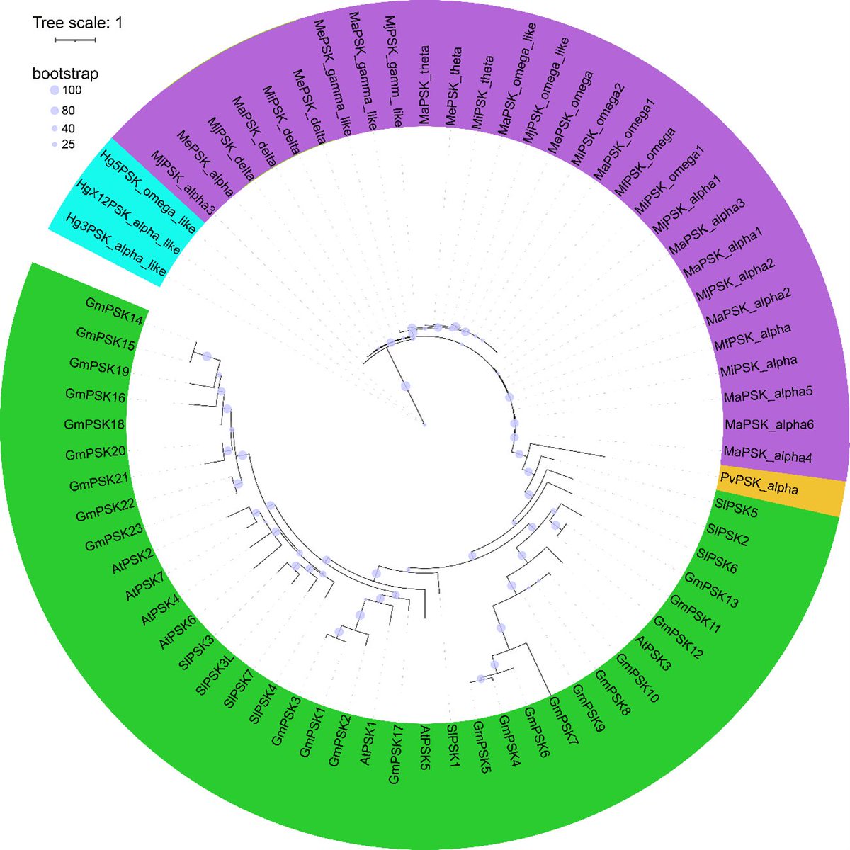 NemaPlant's tweet photo. New results: Root-knot nematodes produce PSK peptide mimics to help establish feeding sites in host roots. We identify five PSK-like classes, including two previously undescribed ones. Preliminary version for now; more data soon. https://t.co/YSpQ01v0C5 https://t.co/LA6iJkYqHy
