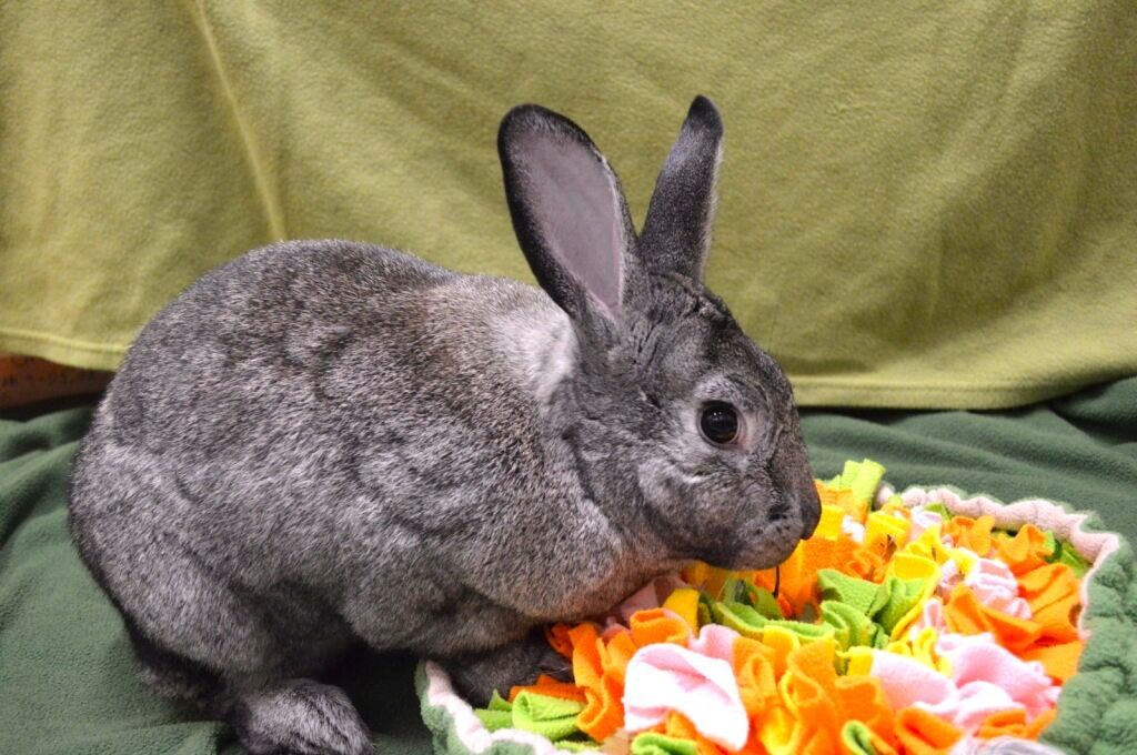 Greenhill Humane tweet media