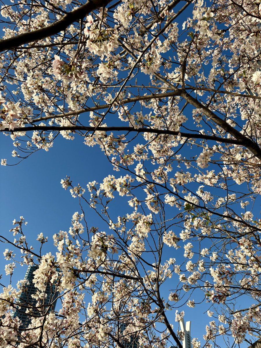 コウ ホナム（髙 虎男）＠カンボジアで起業・事業経営する元戦略コンサルxVCx日米公認会計士 tweet media