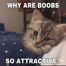 Colombo🇽🇰🇦🇱 tweet media