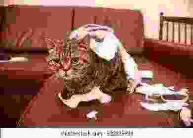 cat shaker tweet media