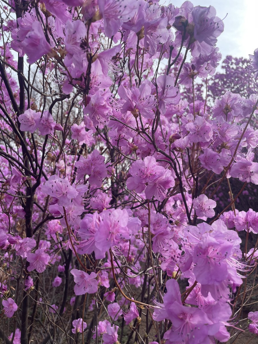 ʕ ˙Ⱉ˙⠕ʔ ティーン 🥨 tweet media