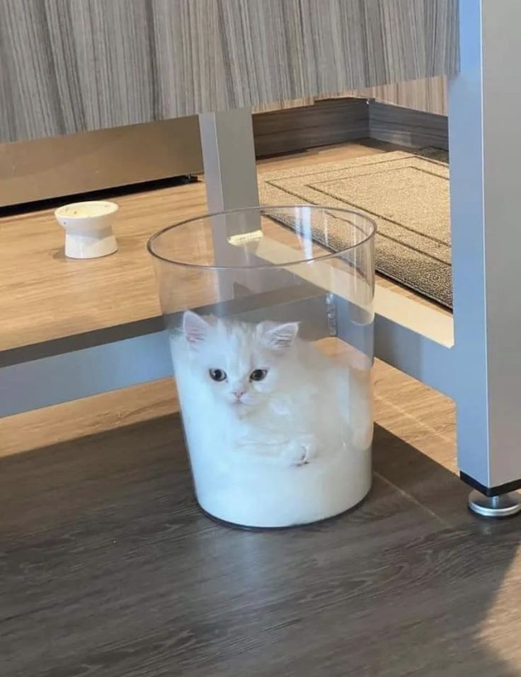 みなさんおはようございます。今日の写真。
「ねこは液体」
#猫 #猫好きさんと繋がりたい #Cat