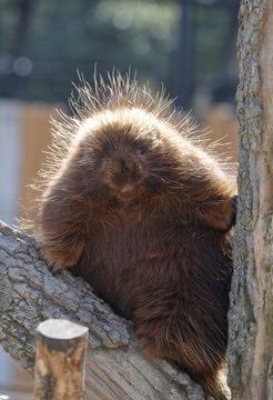 irene ⸝⸝ 🐾 tweet media