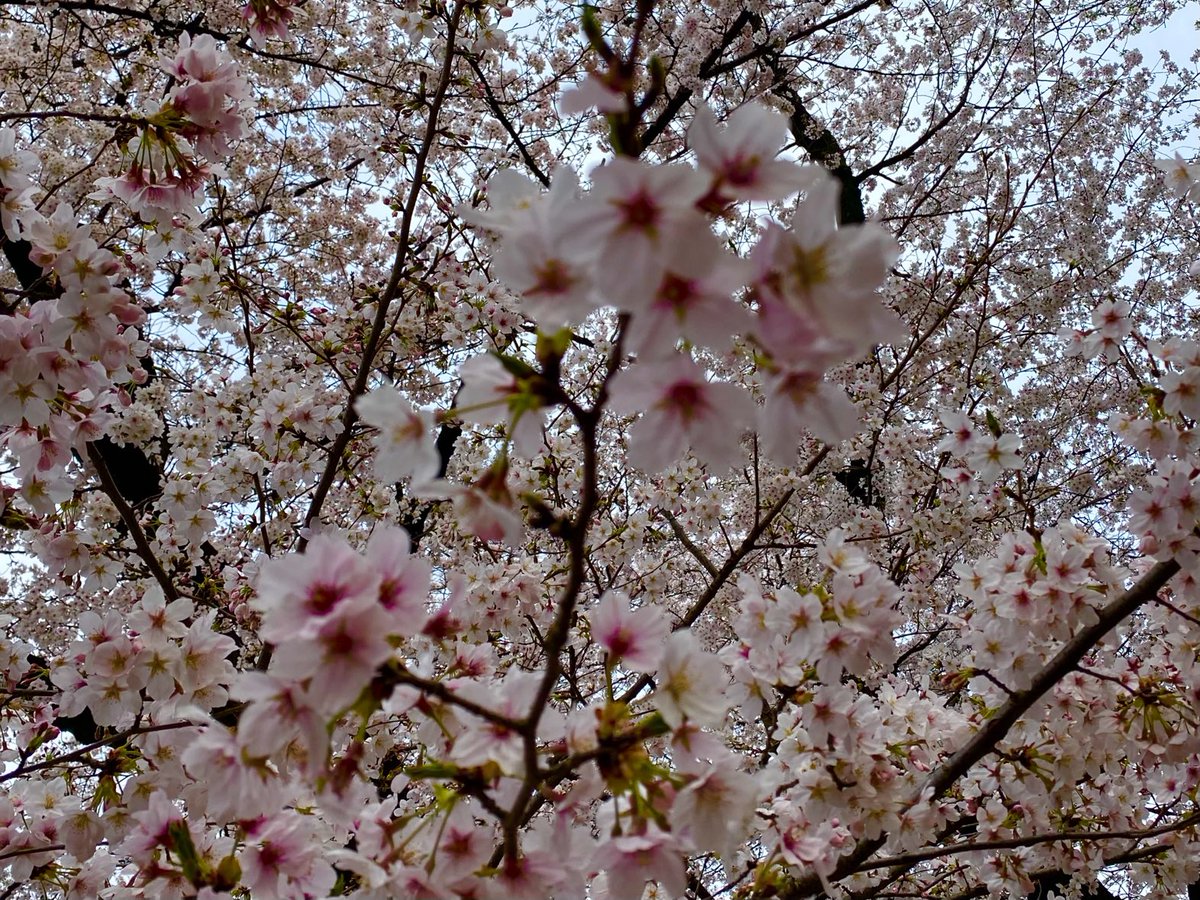 怪談師　糸柳寿昭 tweet media