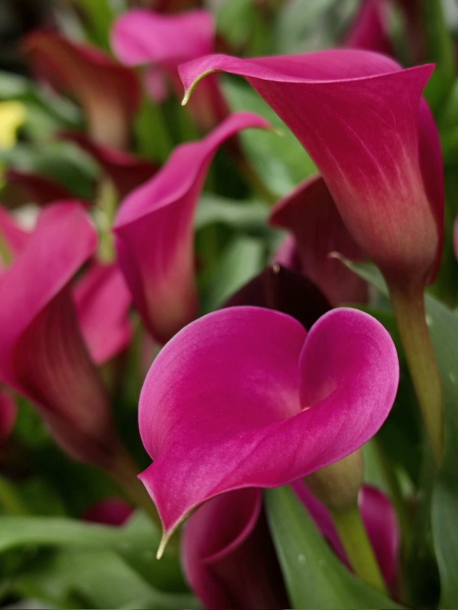 おはようございます

きょうも　いい日に　なりますように

カラー
　花言葉：夢見る美しさ