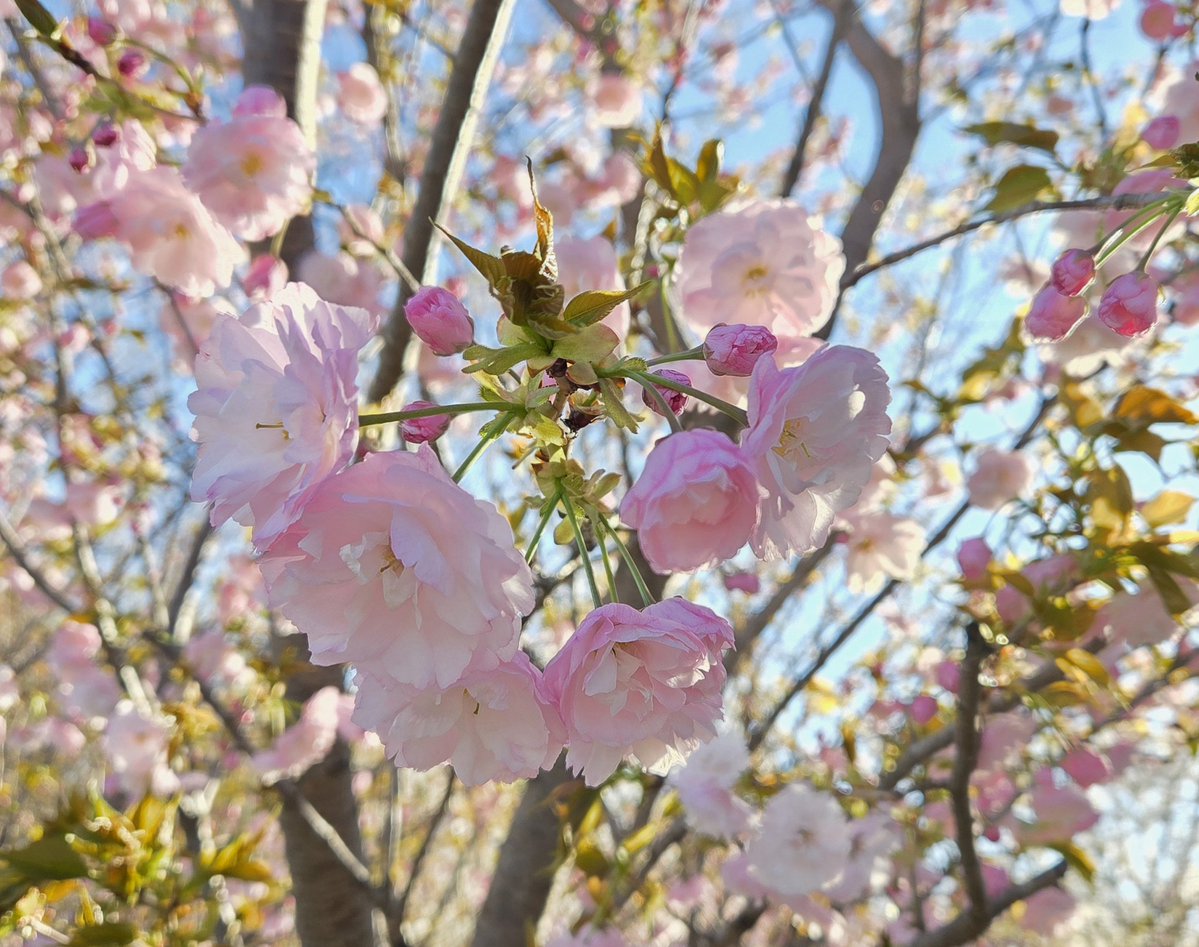 ☯️TL tweet media