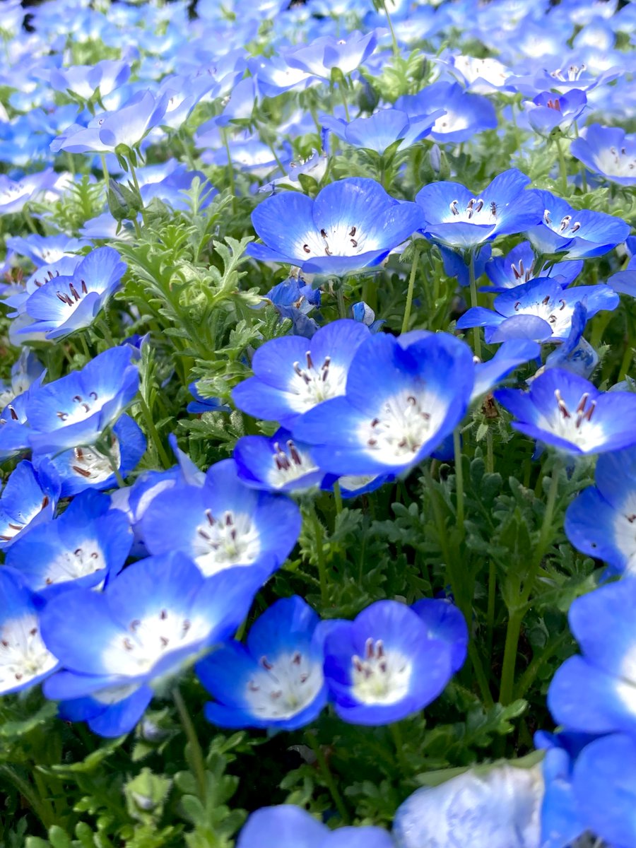 moremore tweet media