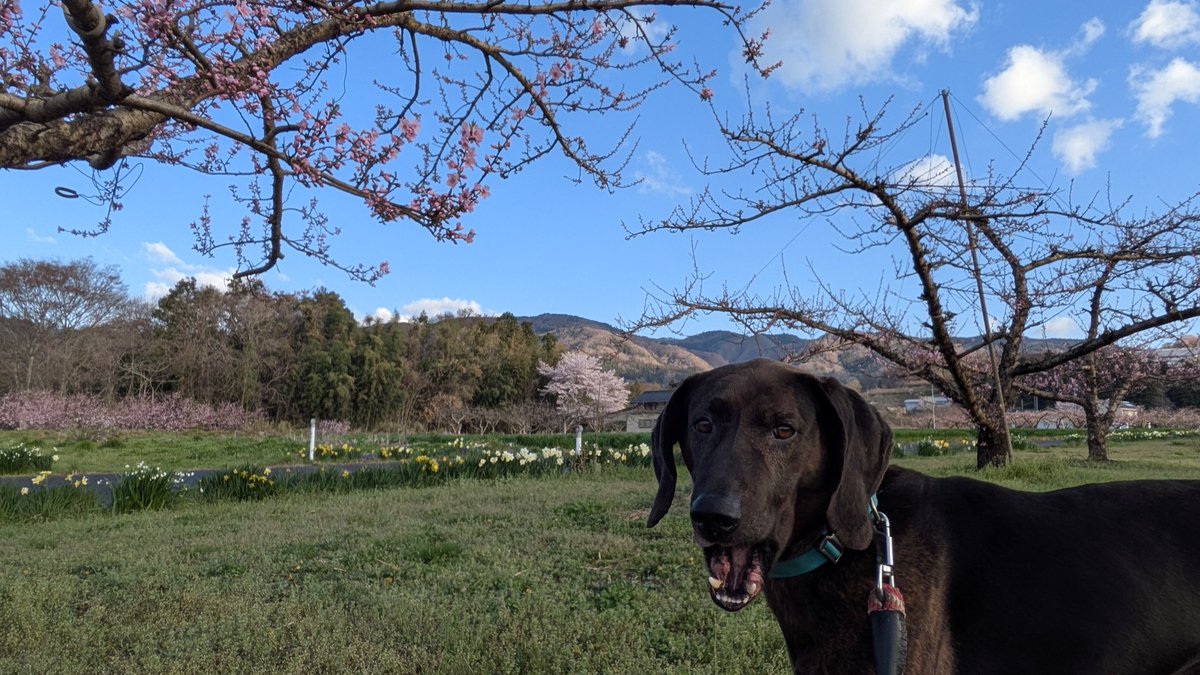 おつぶ tweet media