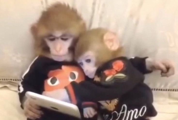 Out Of Context Monkeys tweet media