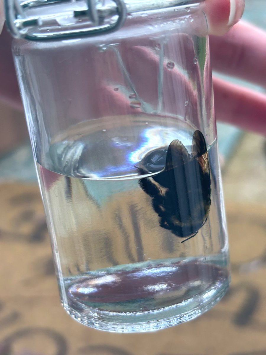 found a dead eastern carpenter bee on my fence, i didn't do too much research abt how to preserve bees but from my very little experience abt wet specimens i just put it in a jar of isopropyl alcohol