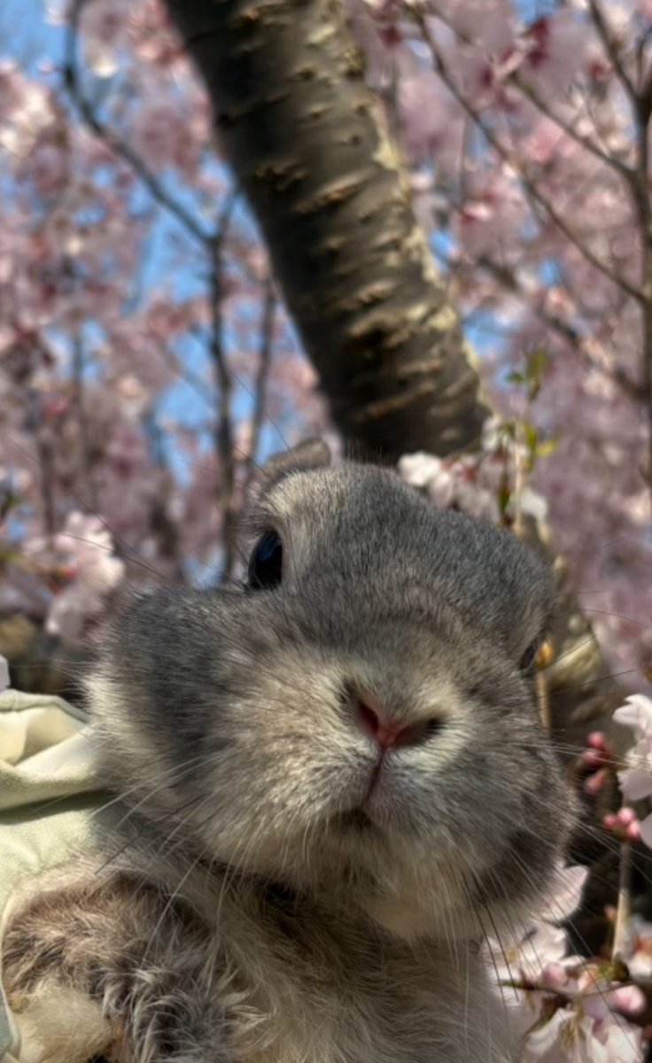 2476ayu's tweet photo. 可愛すぎん🐇

あっという間に桜も終わりだな～ https://t.co/Q0pn0PLKwh